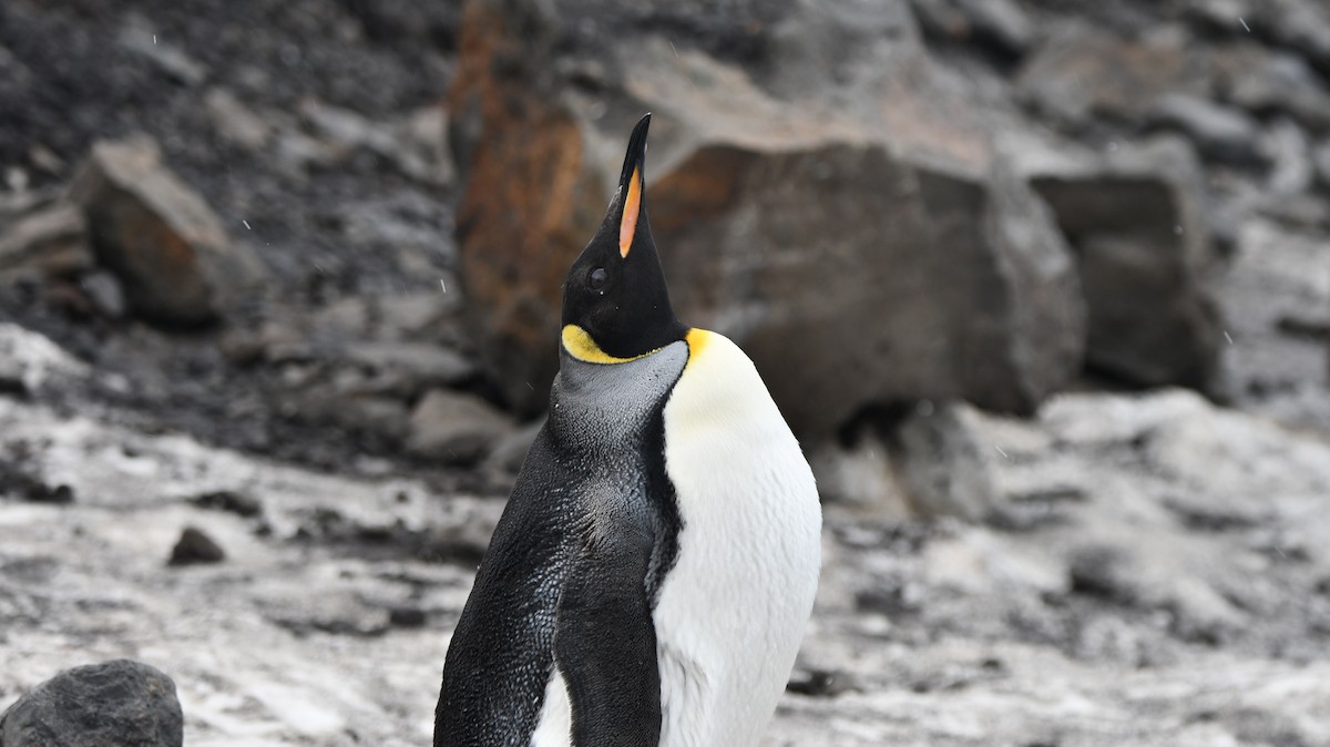 Pingüino Rey - ML538603871