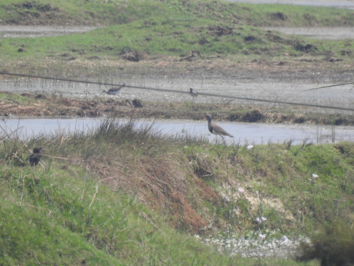 Pheasant-tailed Jacana - ML538607741