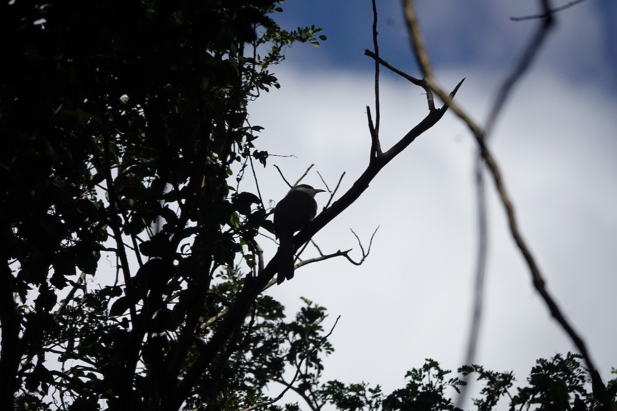 Mangrove Cuckoo - ML538607891