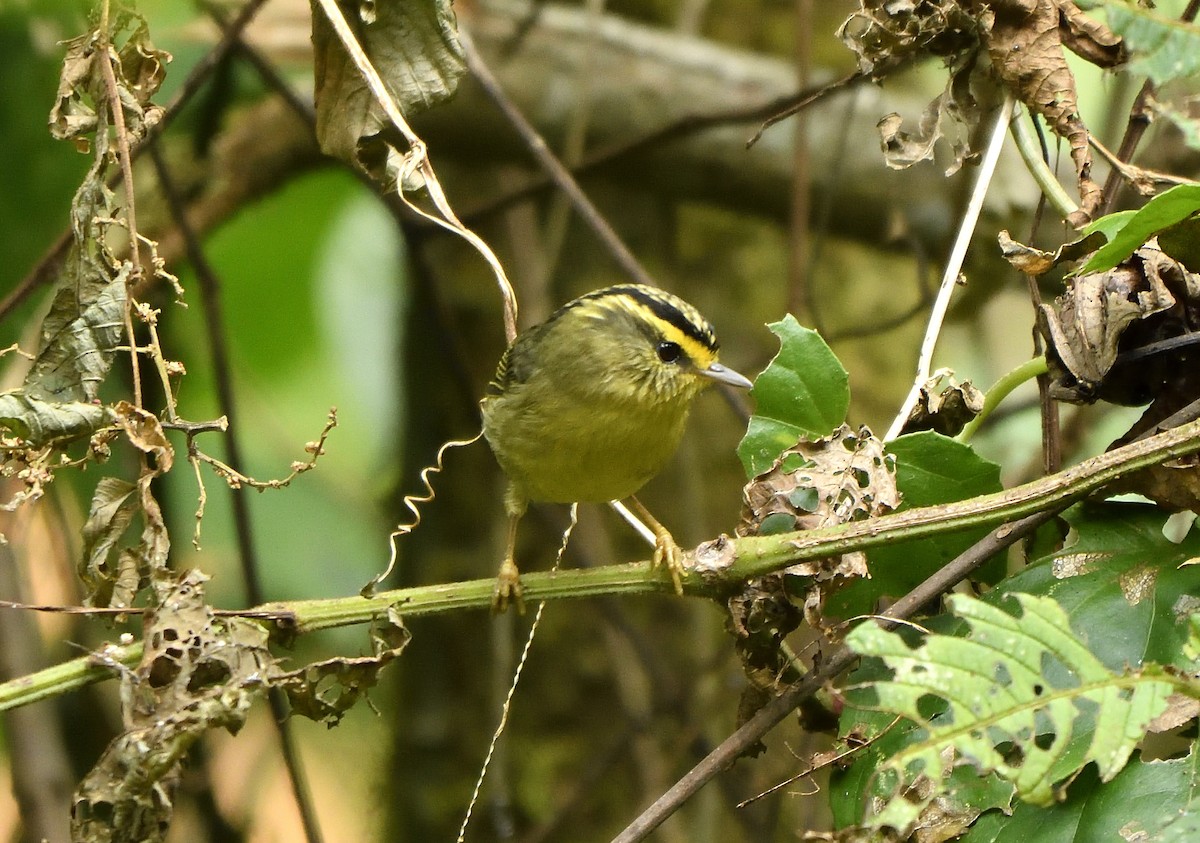 Yellow-throated Fulvetta - ML538607921