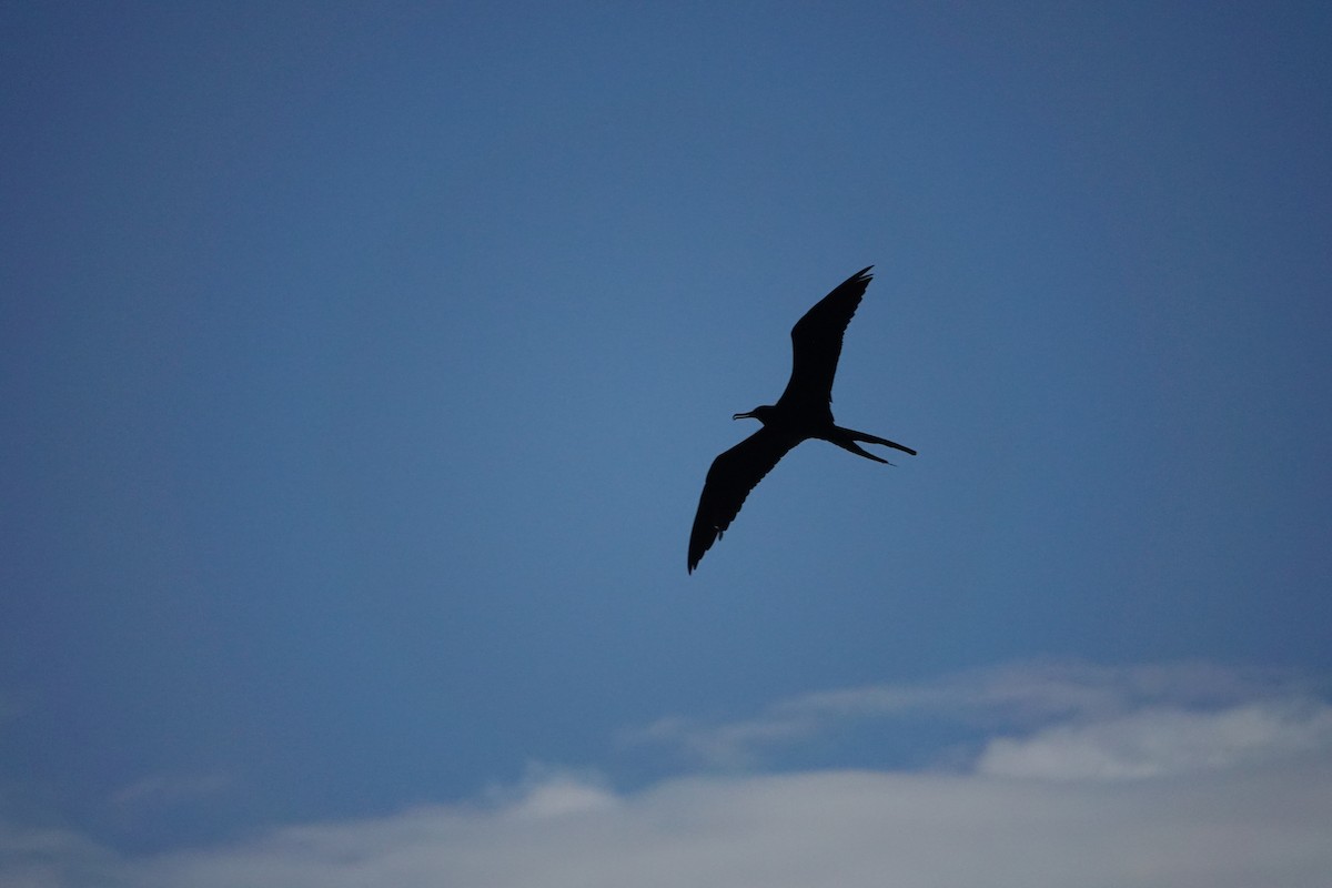 Magnificent Frigatebird - ML538608061