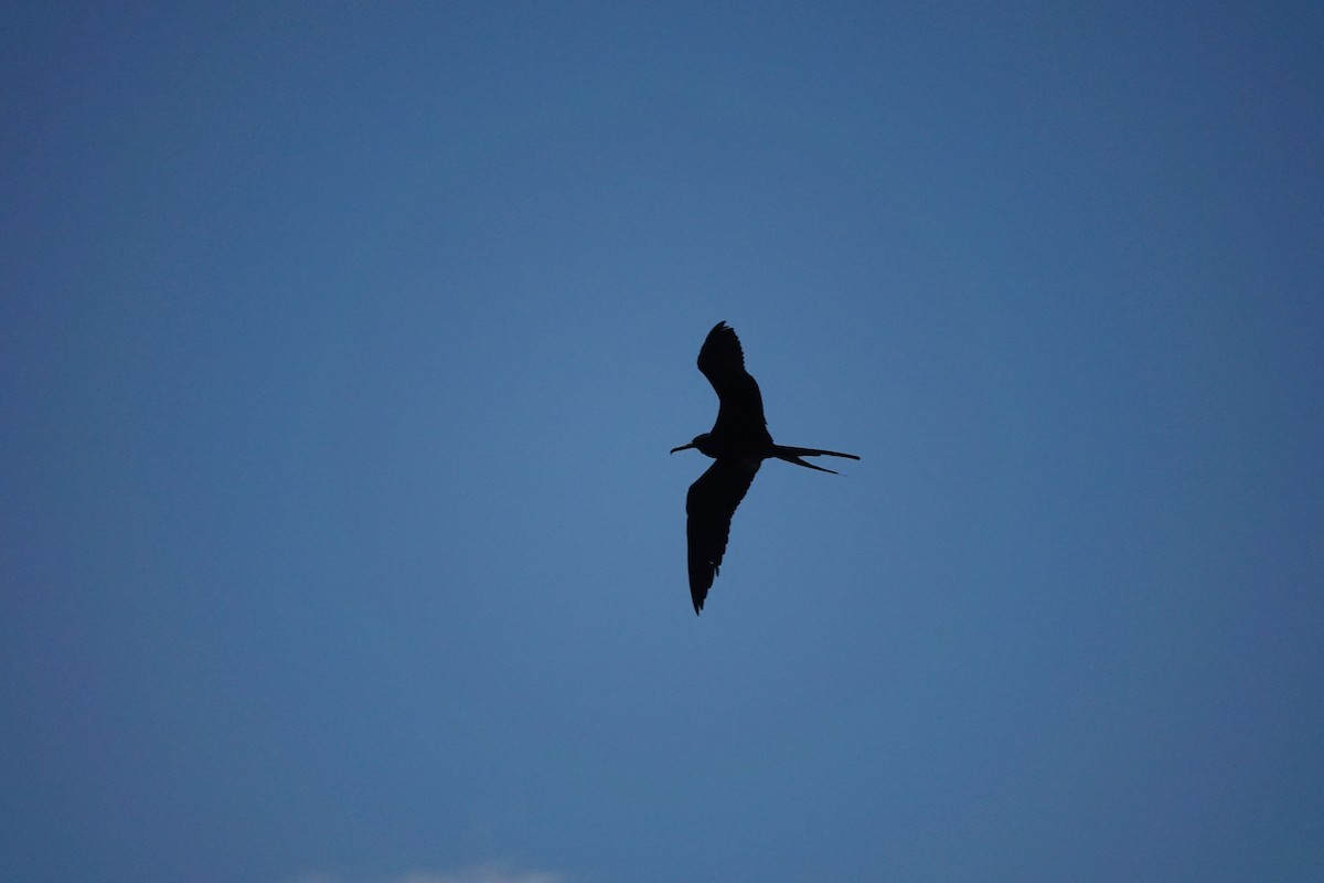 Magnificent Frigatebird - ML538608071