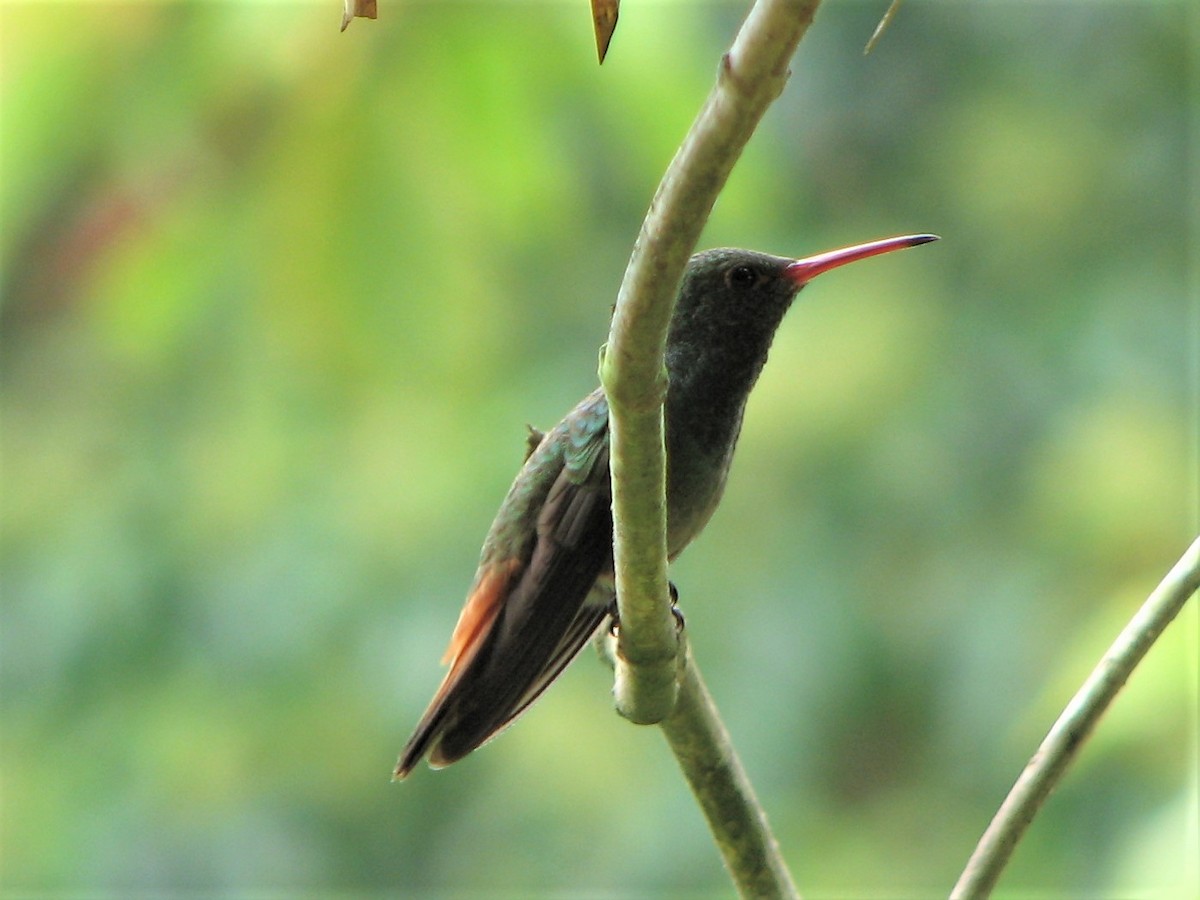 Rufous-tailed Hummingbird - ML538608691