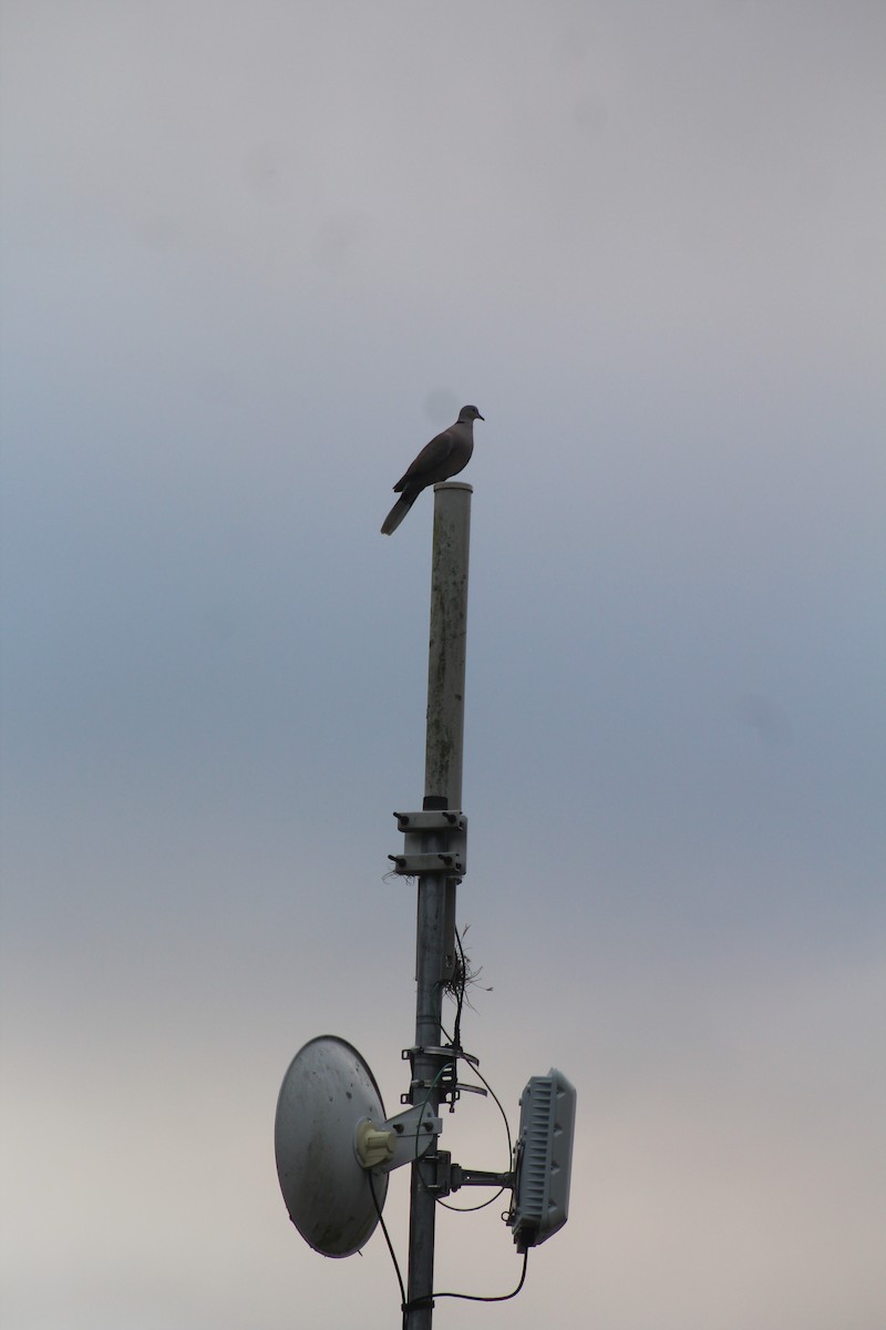 Eurasian Collared-Dove - ML538609021