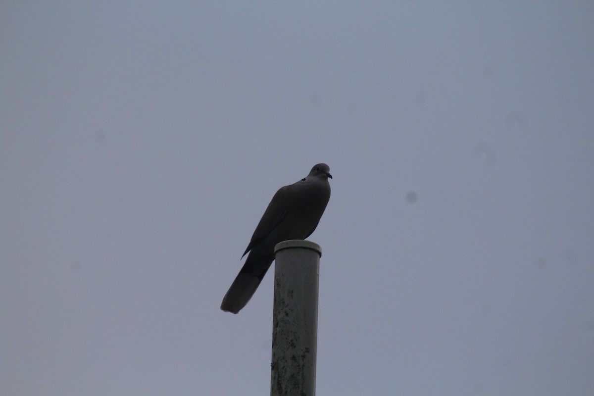 Eurasian Collared-Dove - ML538609031