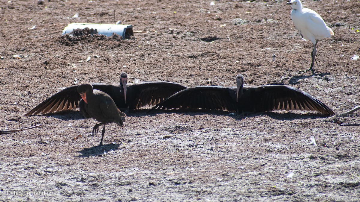 Bare-faced Ibis - Pablo Fernández