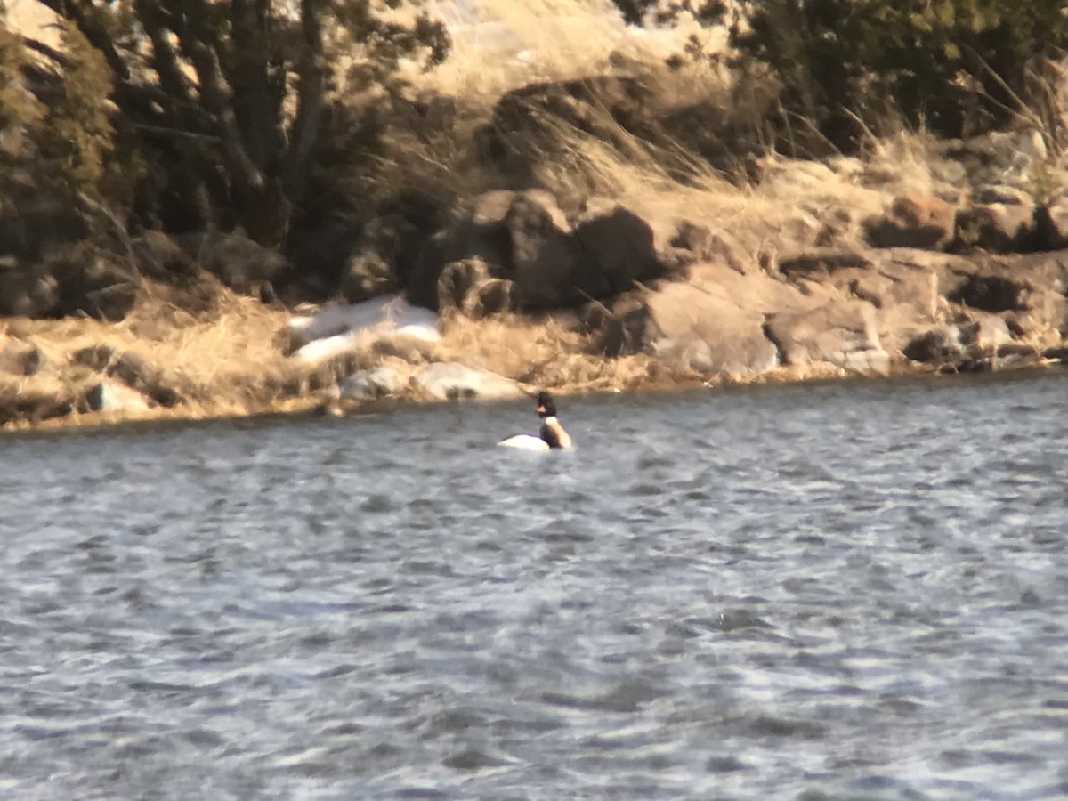 Red-breasted Merganser - ML538610621