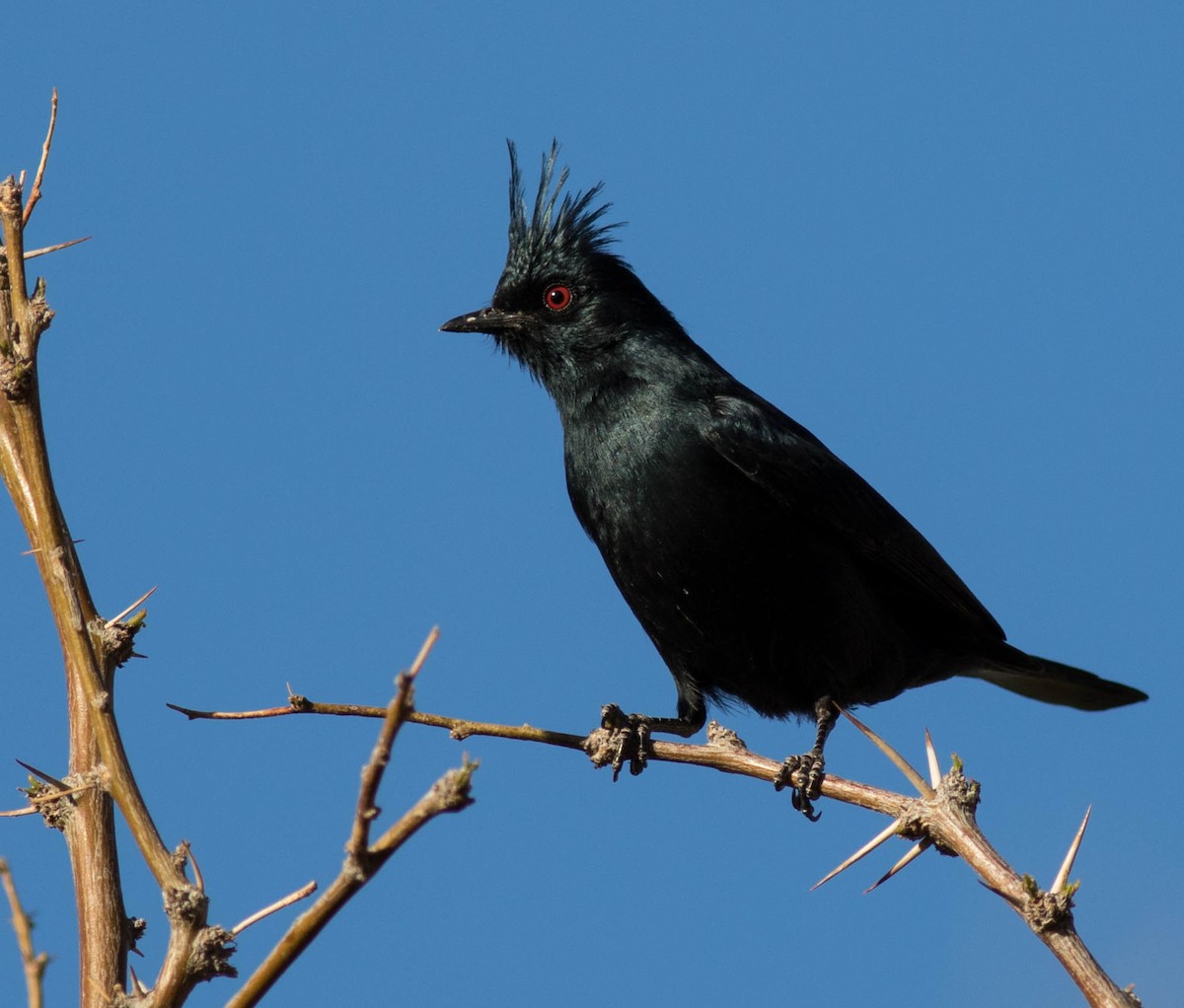 Capulinero Negro - ML53861201