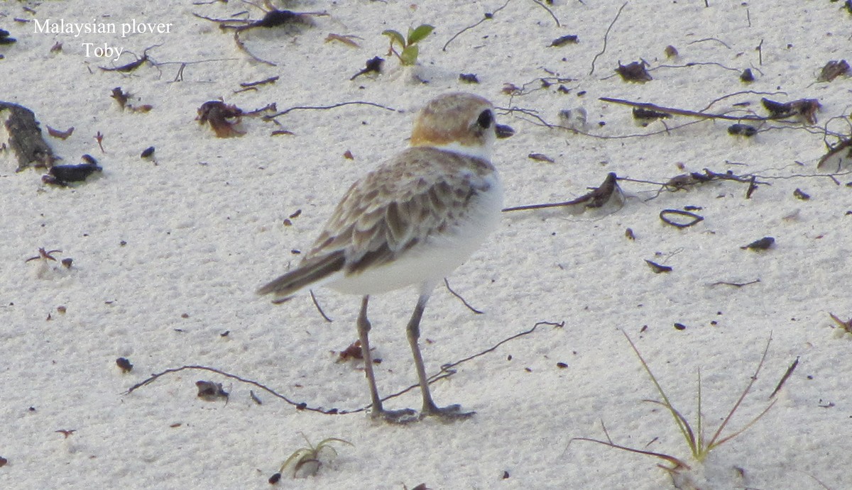 Malaysian Plover - Trung Buithanh