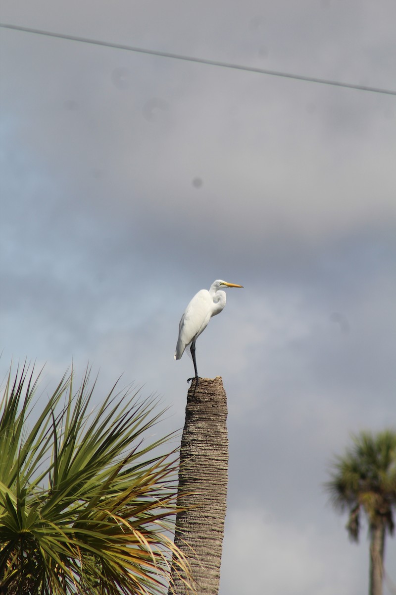 Great Egret - ML538612621