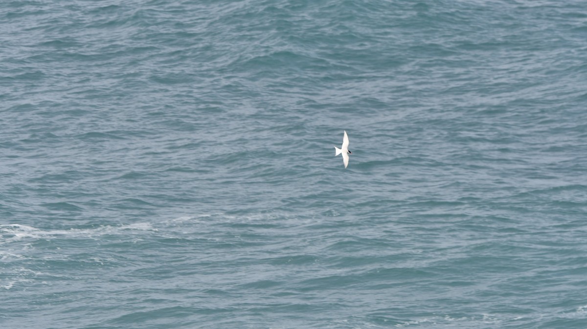 Antarctic Tern - ML538615091