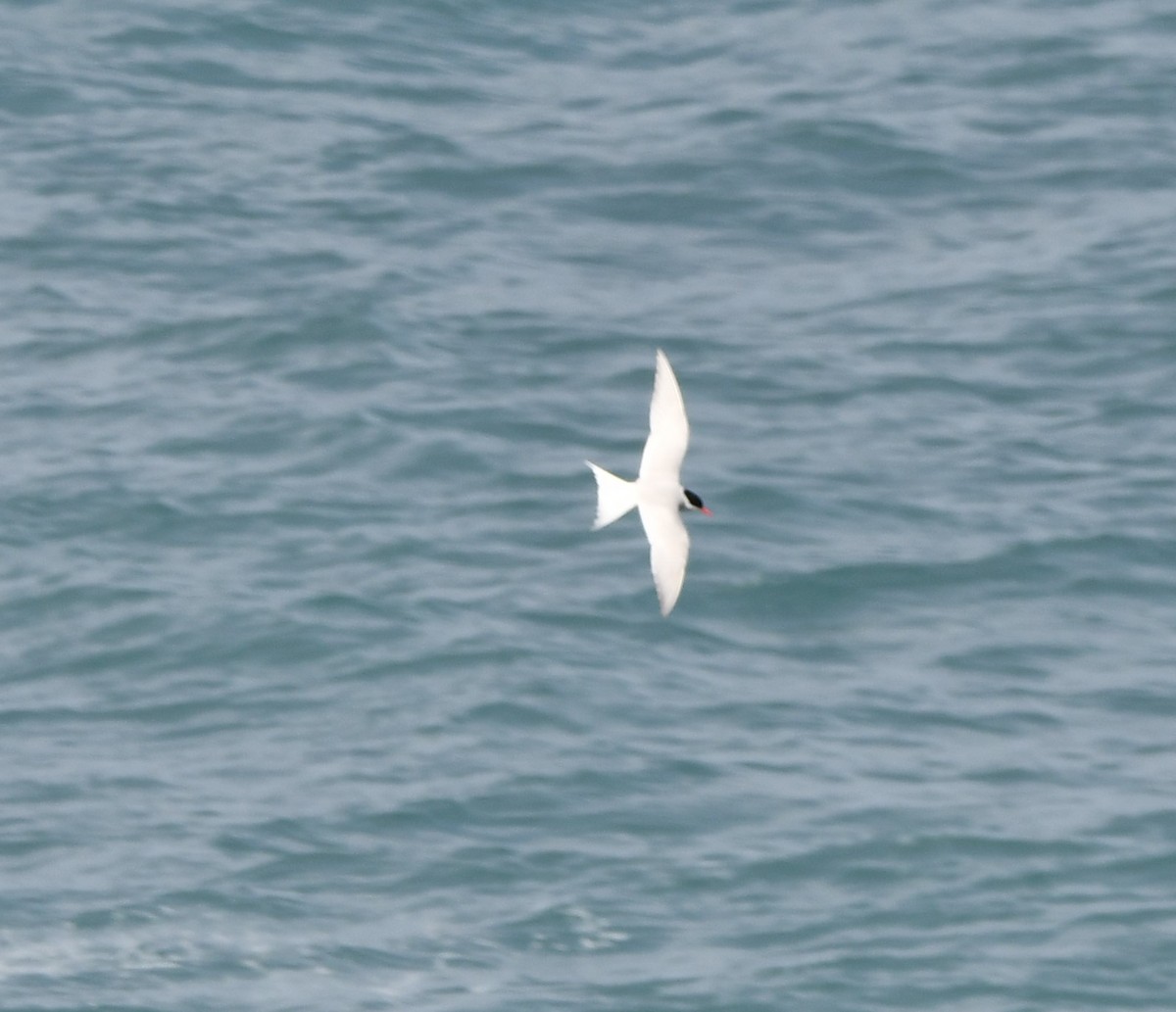 Antarctic Tern - ML538615211