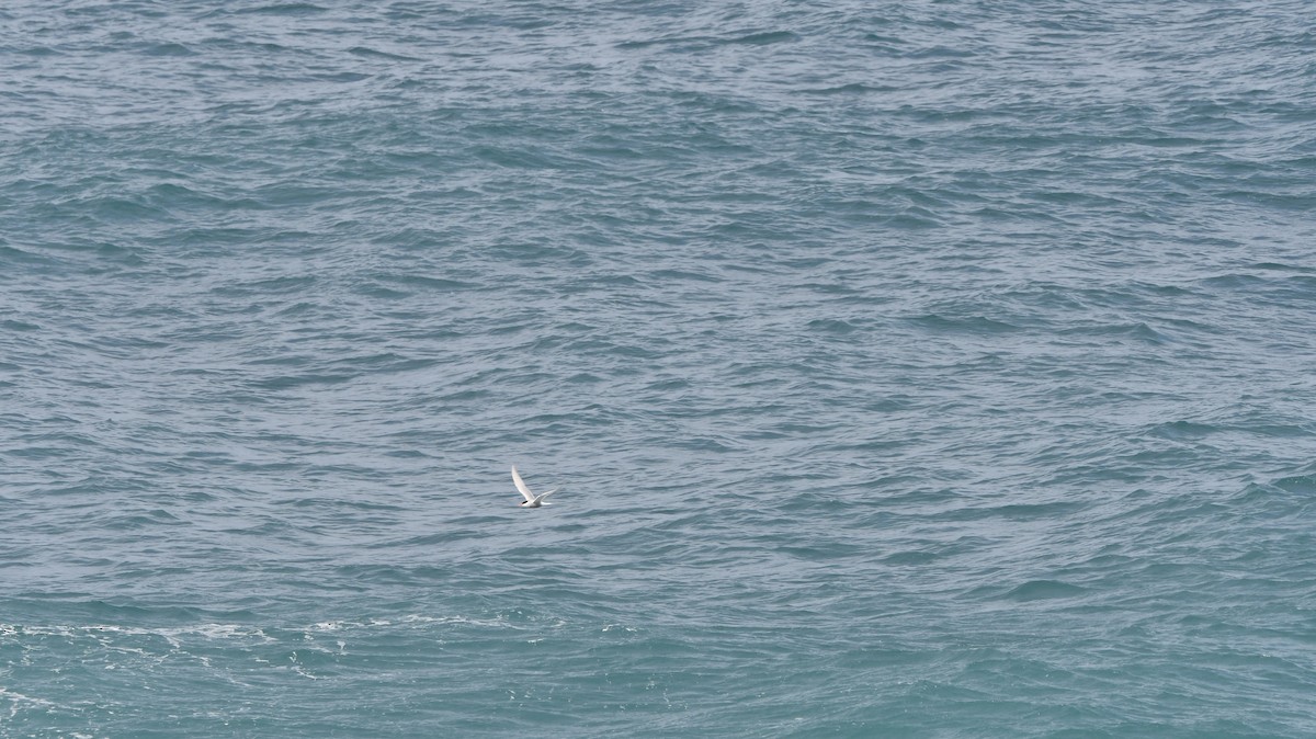 Antarctic Tern - ML538615321