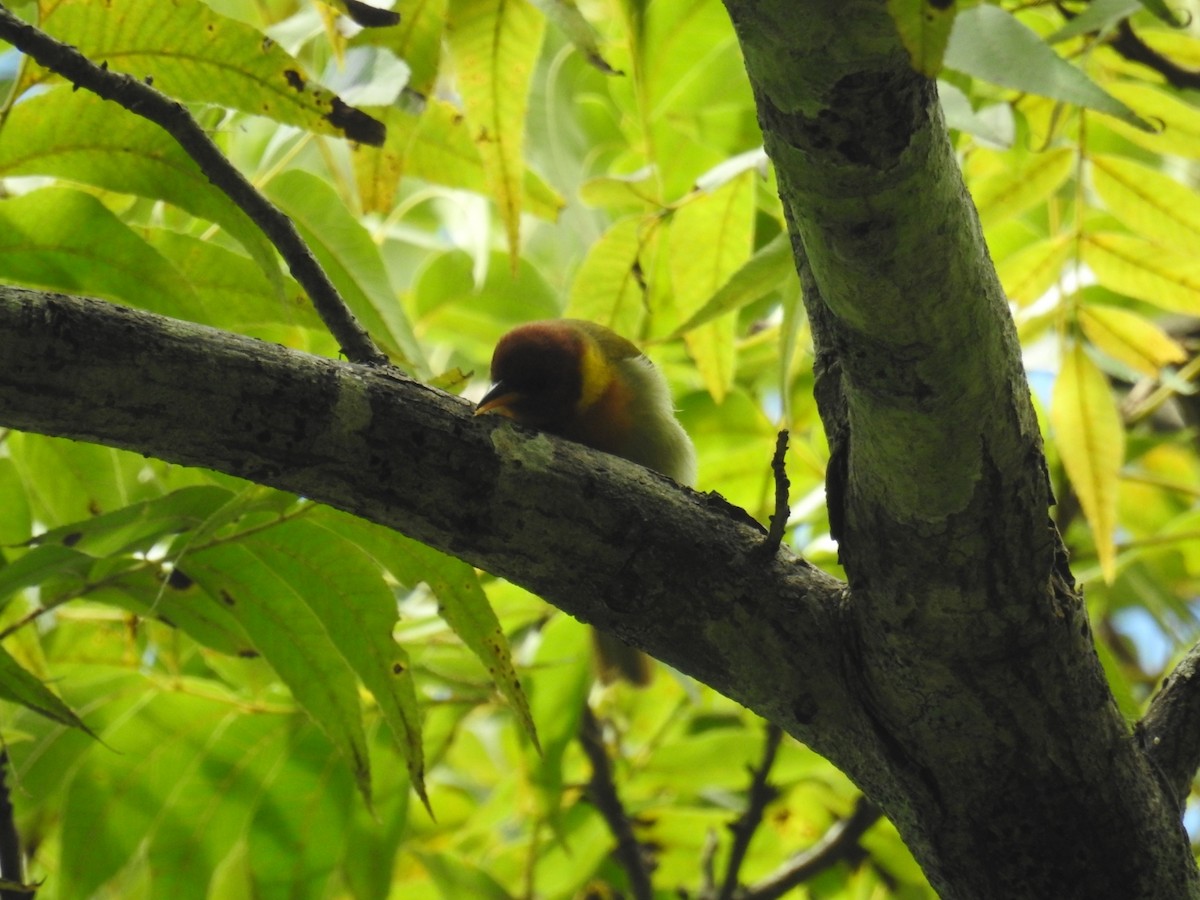 Rufous-headed Tanager - ML538616821