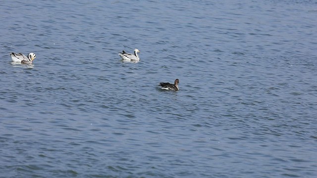 Greater White-fronted Goose - ML538619171