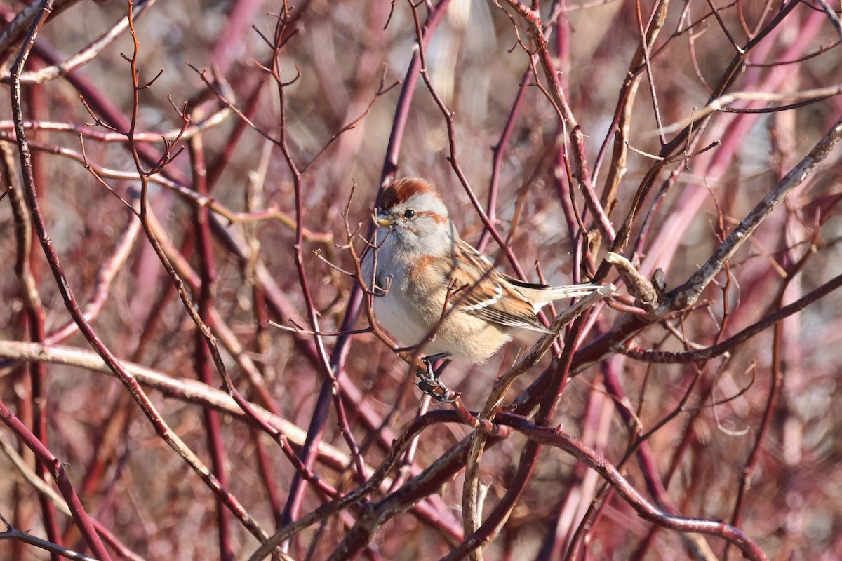 American Tree Sparrow - ML538620191
