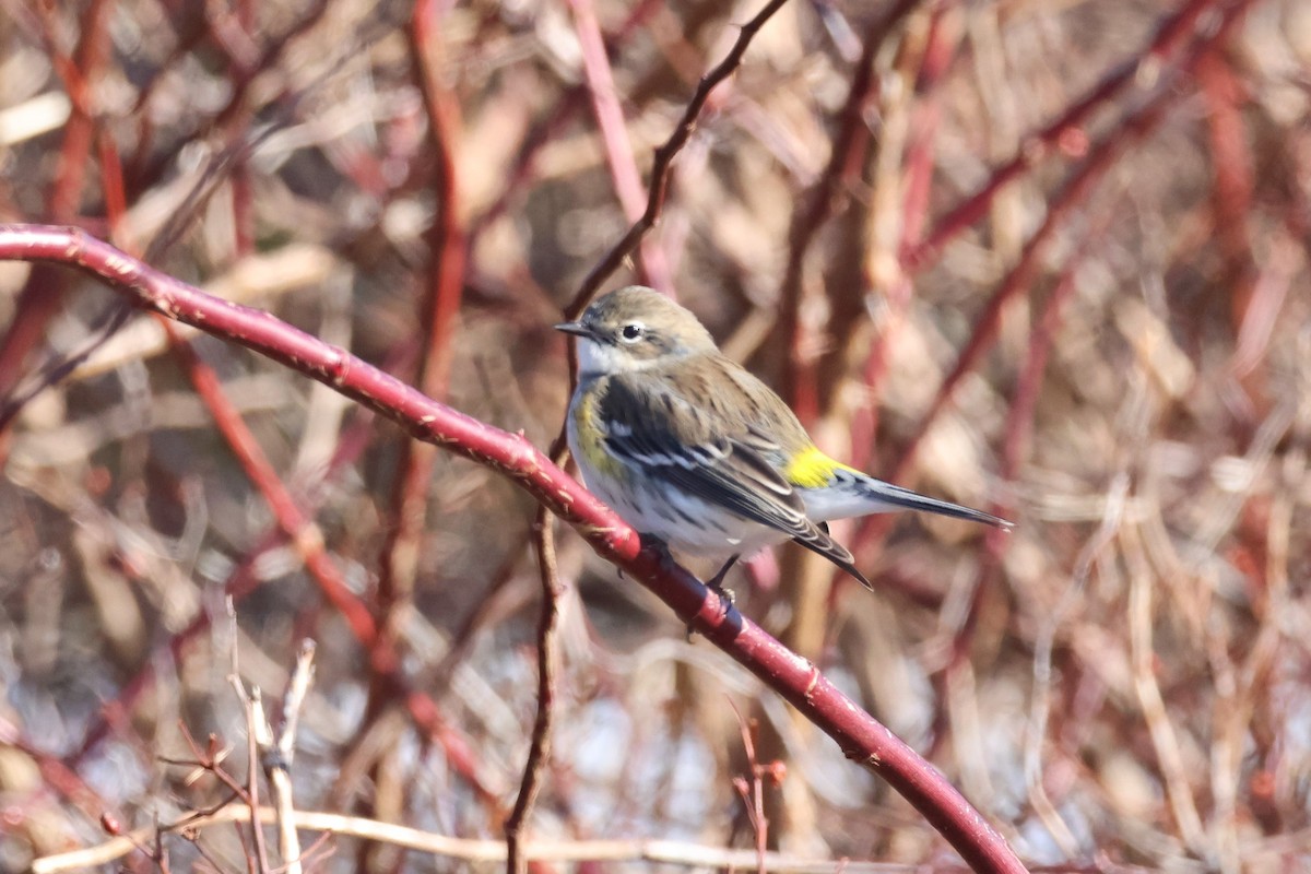 Yellow-rumped Warbler (Myrtle) - ML538620751