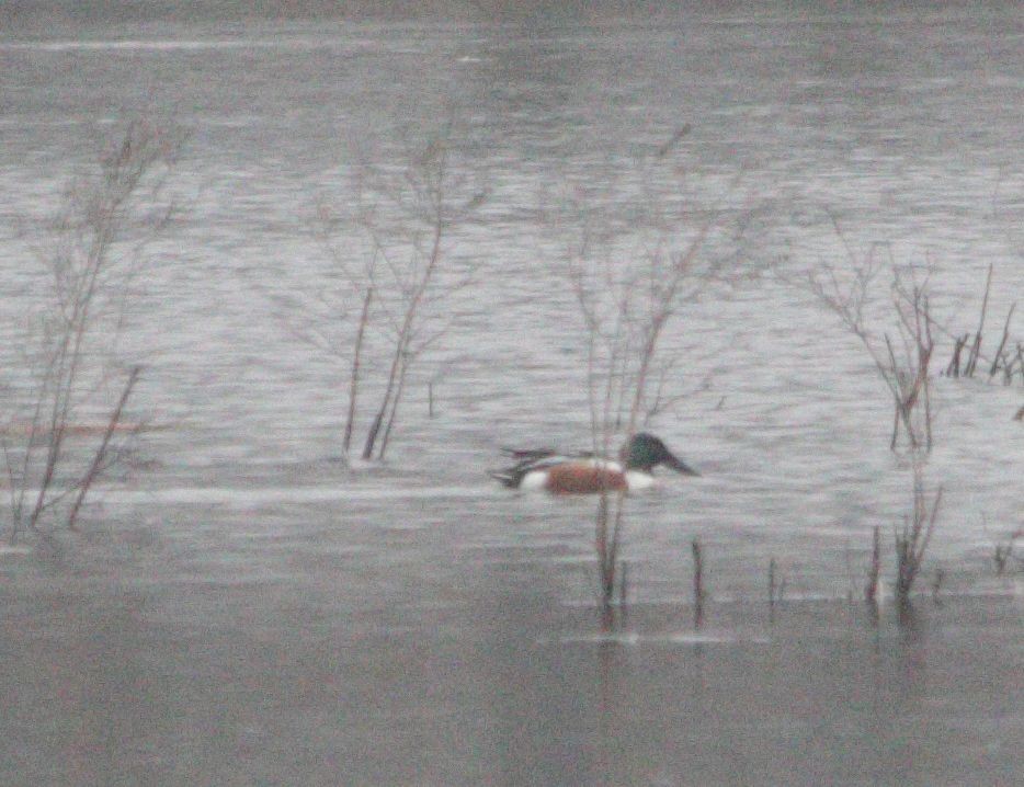 Northern Shoveler - ML538621651