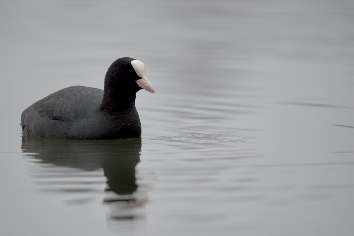 Eurasian Coot - Benjamin Dignal