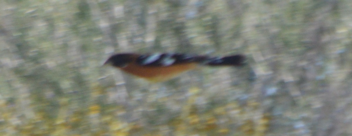 Black-headed Grosbeak - John McCallister