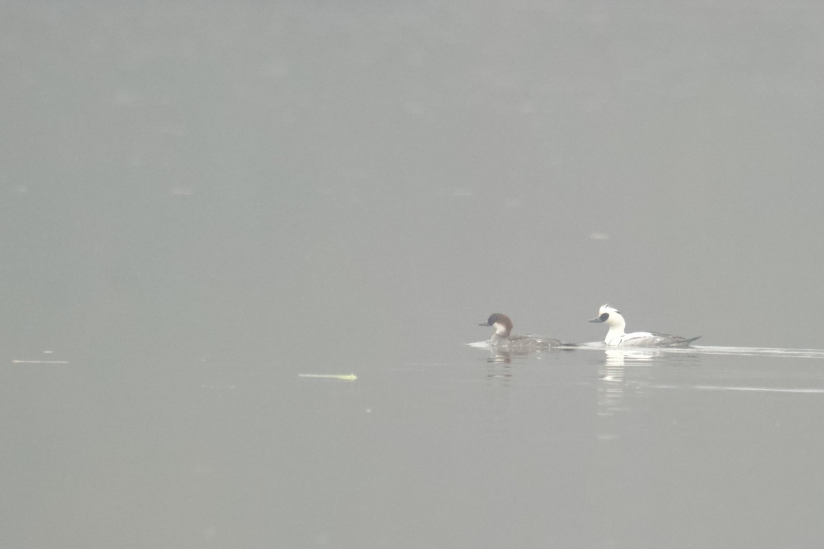 Smew - ML538624411