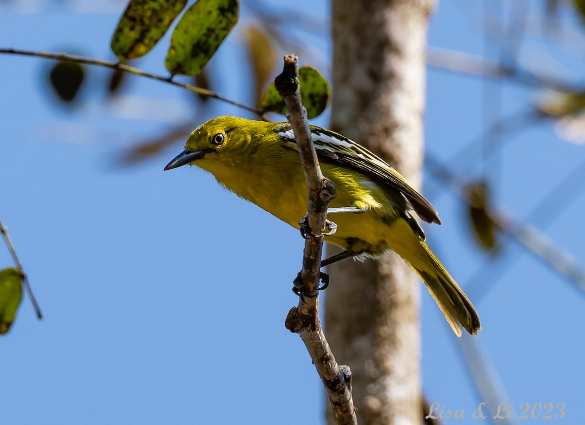 Common Iora - ML538625081