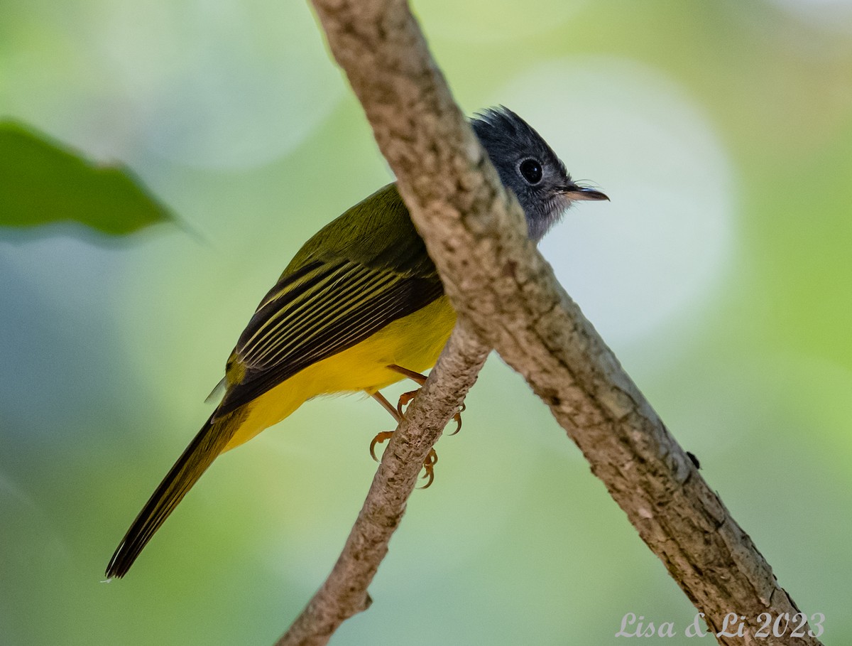 Gray-headed Canary-Flycatcher - Lisa & Li Li