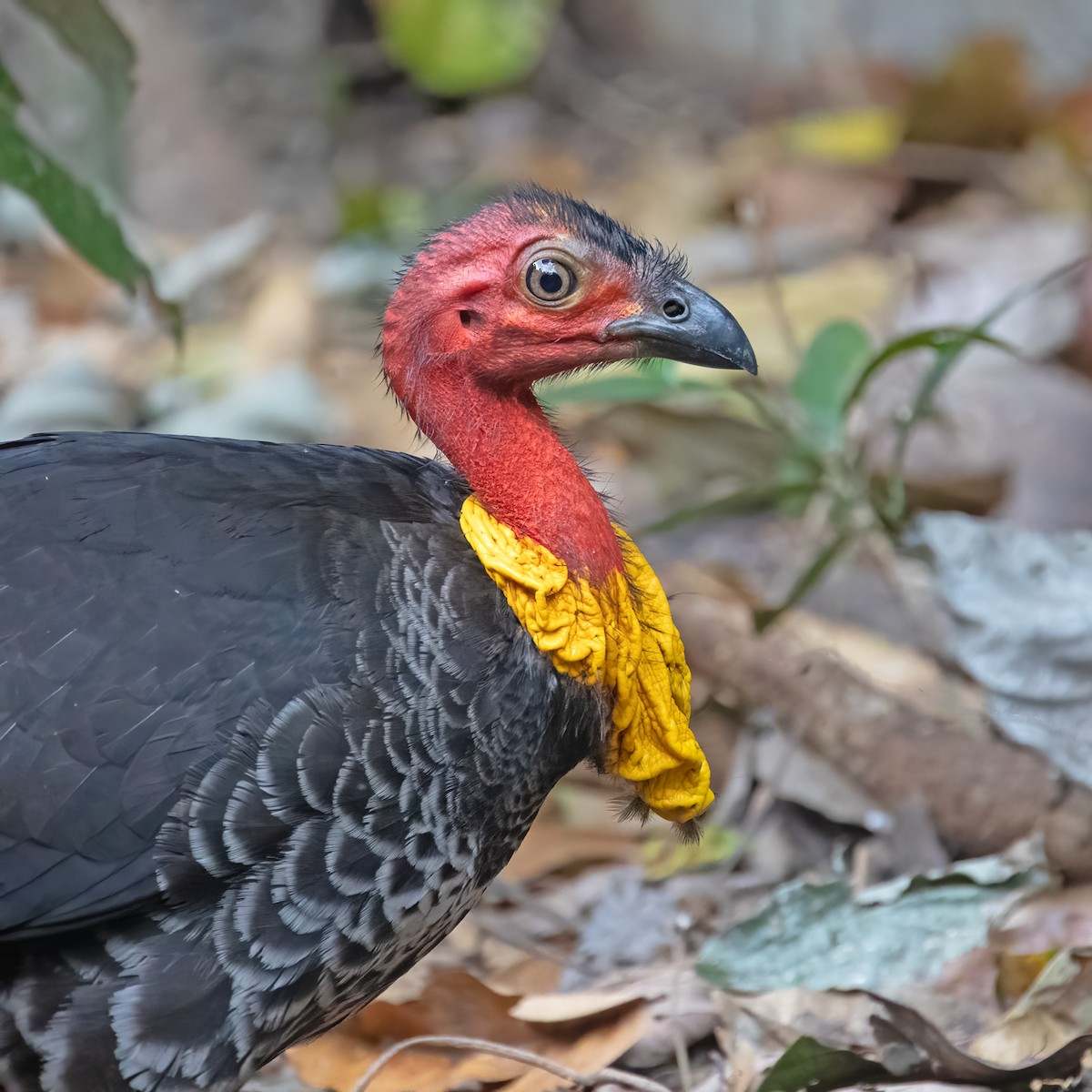 Australian Brushturkey - ML538625541