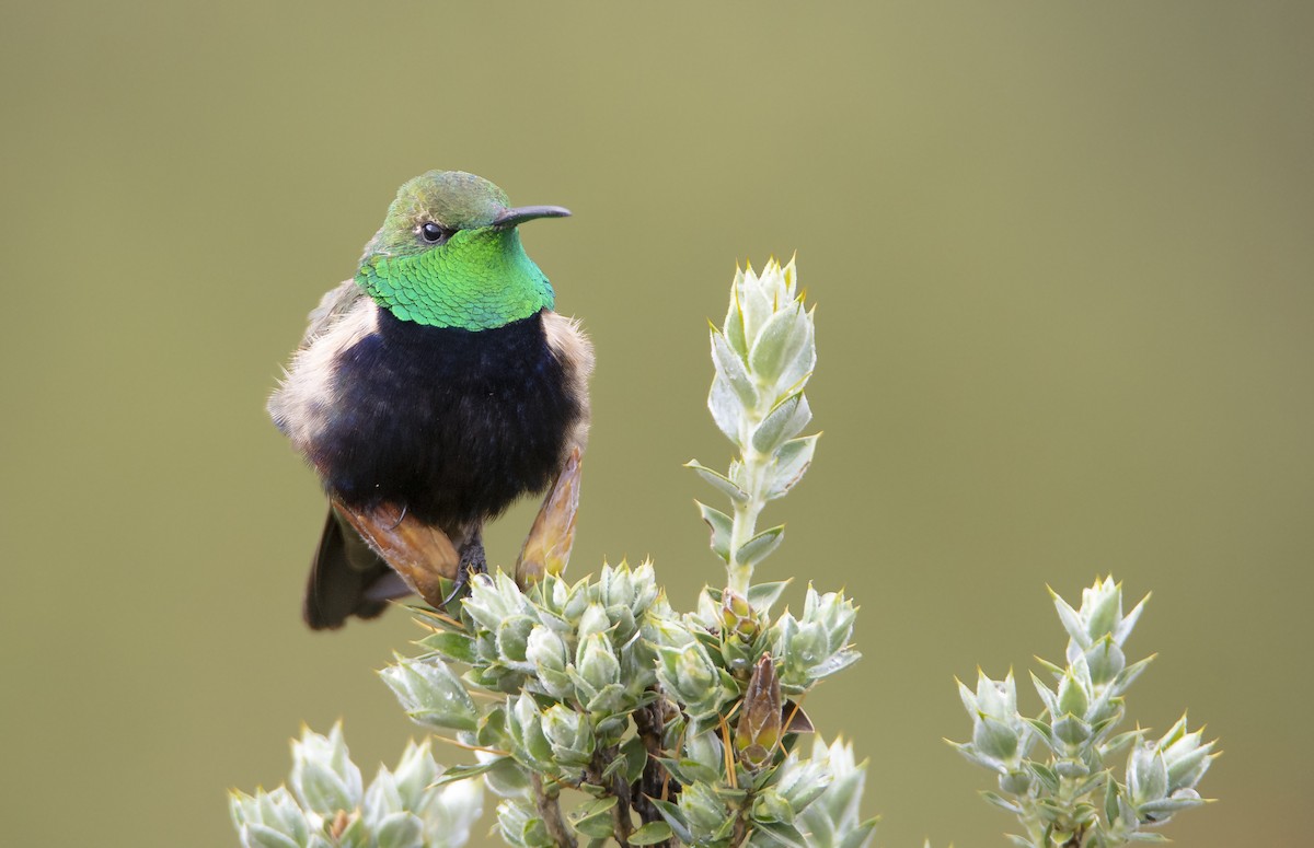 Black-breasted Hillstar - ML538626061