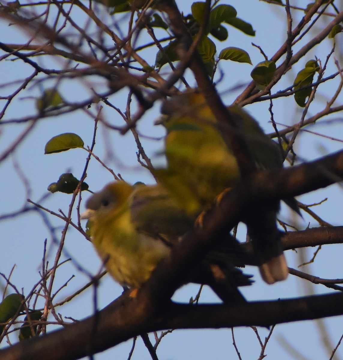 Yellow-footed Green-Pigeon - ML538627011