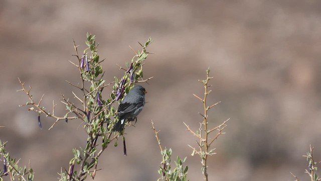 Насіннєїд малий - ML538627301