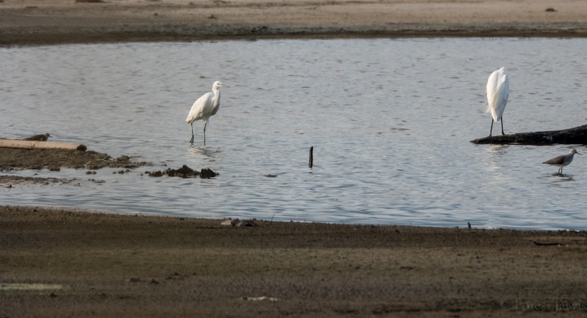 Chinese Egret - ML53862831