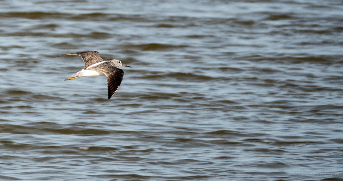 Common Greenshank - ML53862871