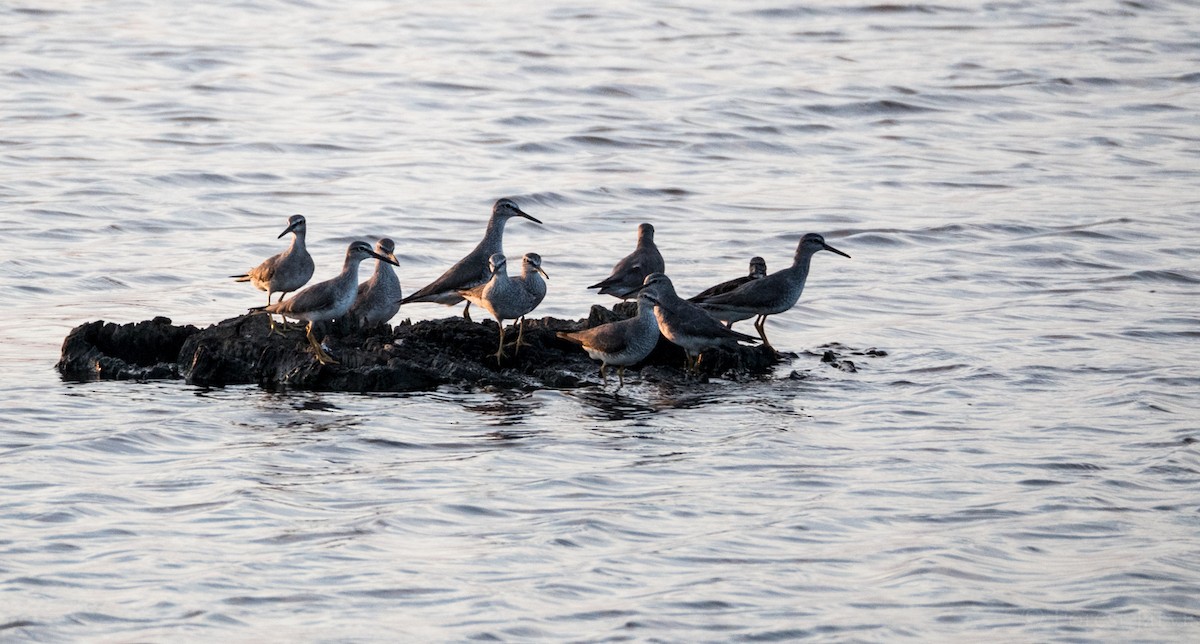 Gray-tailed Tattler - ML53862881