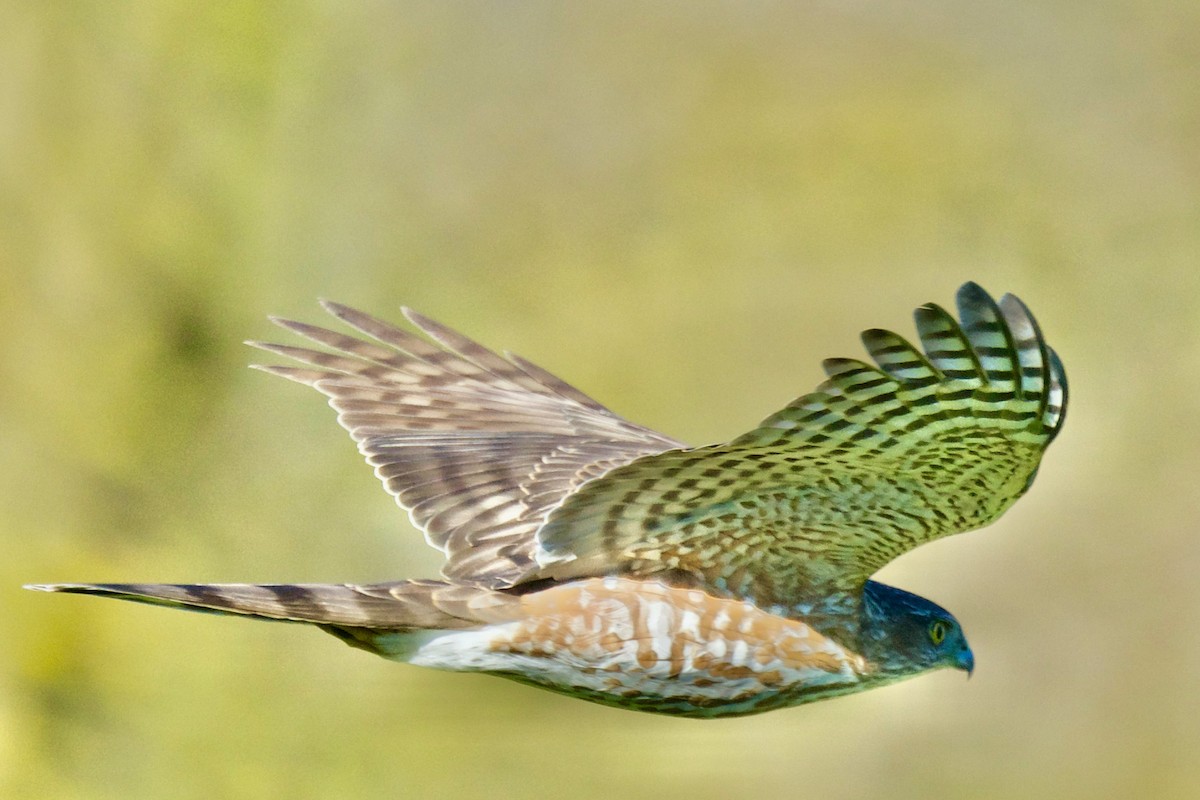 Sharp-shinned Hawk - ML538629451