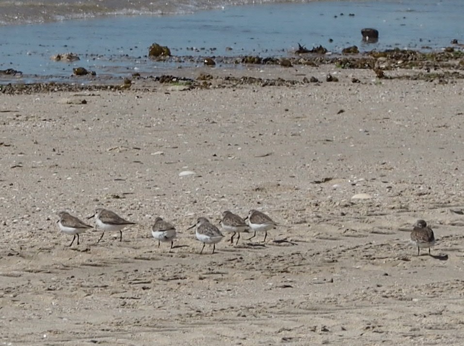 Charadriiformes, unbestimmt - ML538629671