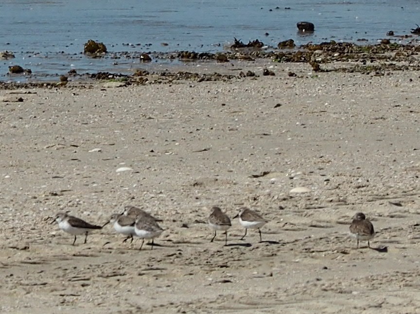 shorebird sp. - ML538629681