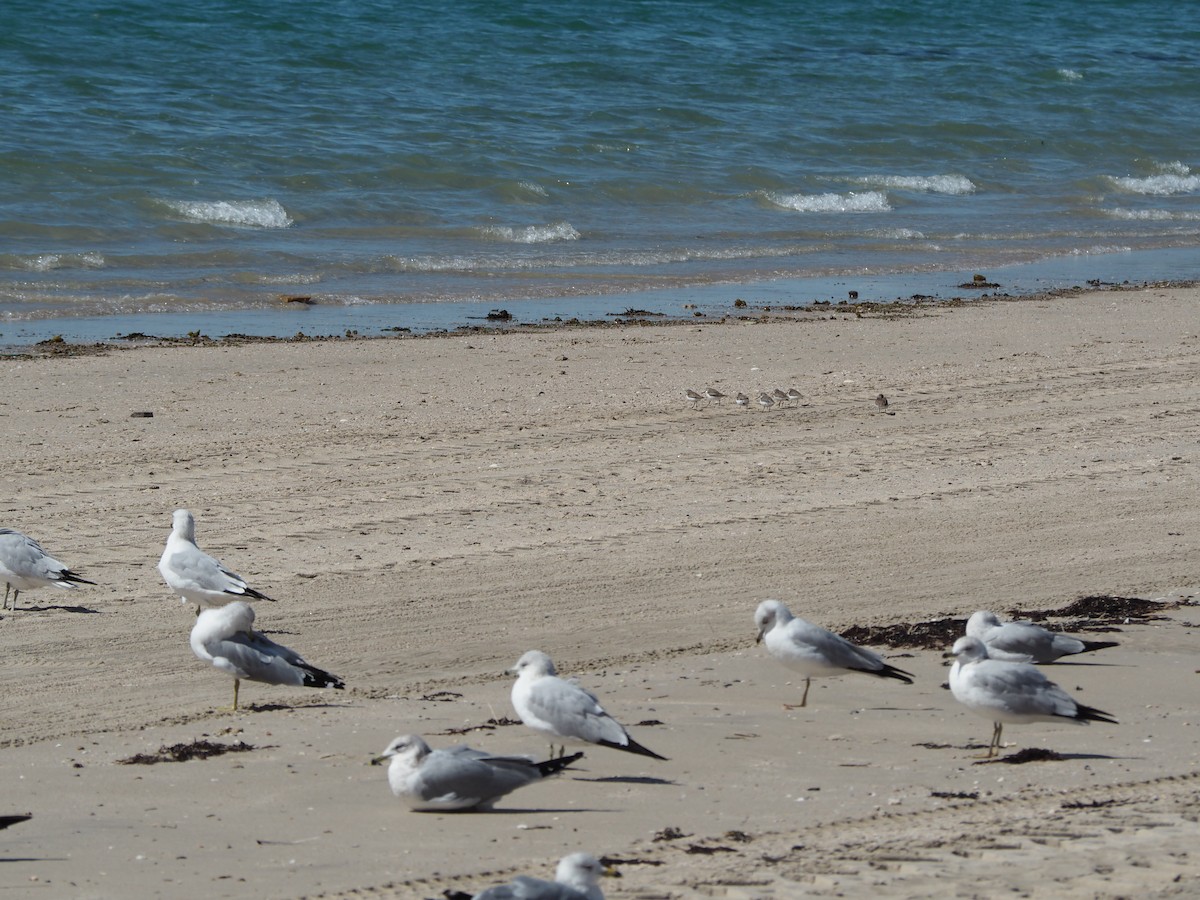 Charadriiformes, unbestimmt - ML538629691