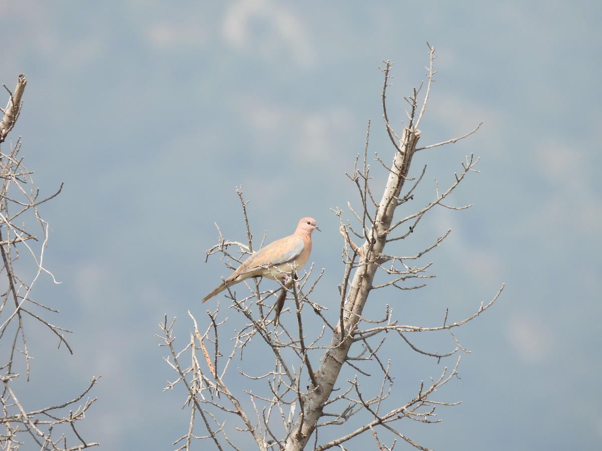 Tórtola Senegalesa - ML538630231