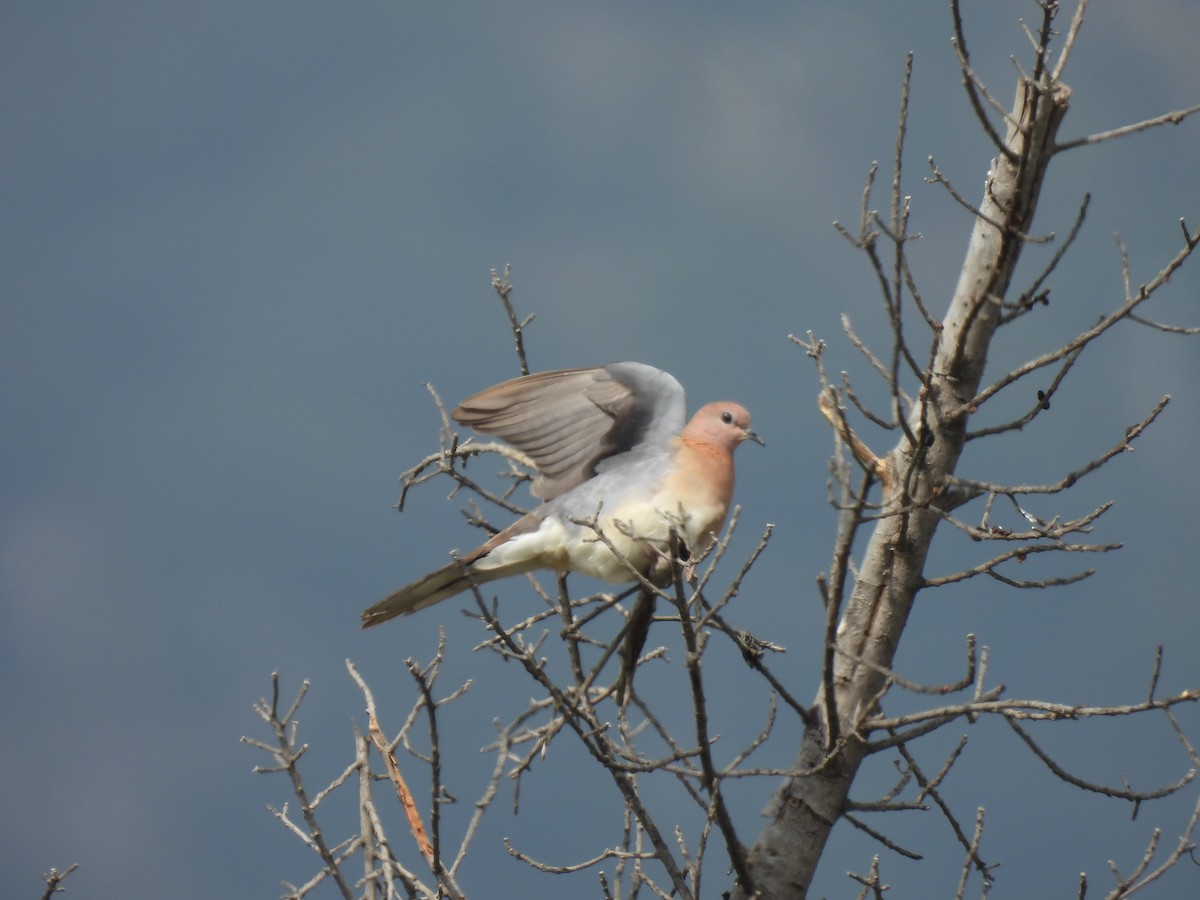 Laughing Dove - Kalyani Kapdi