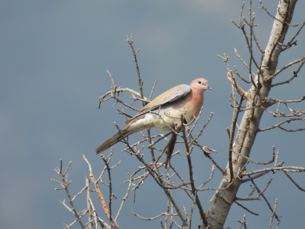 Laughing Dove - Kalyani Kapdi