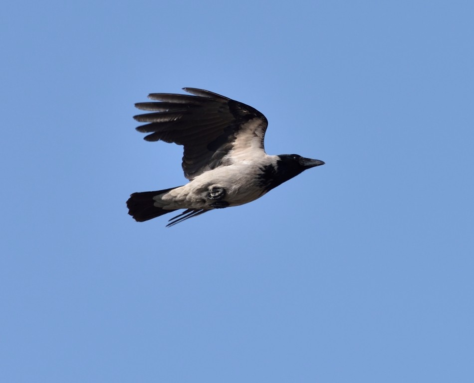 Hooded Crow - ML538631011