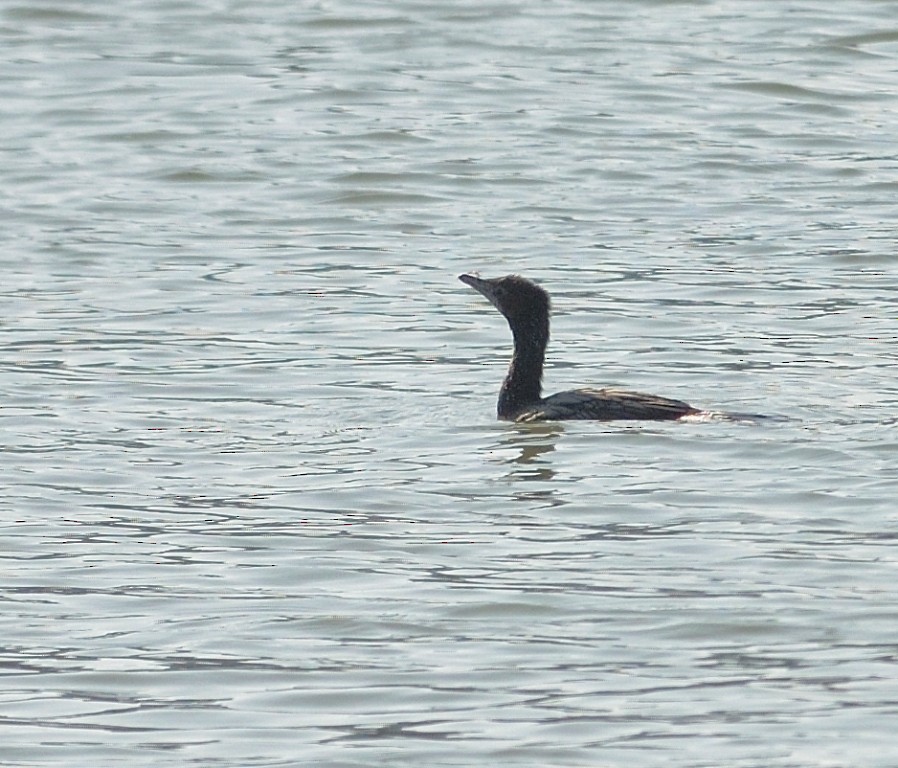 Pygmy Cormorant - ML538631221