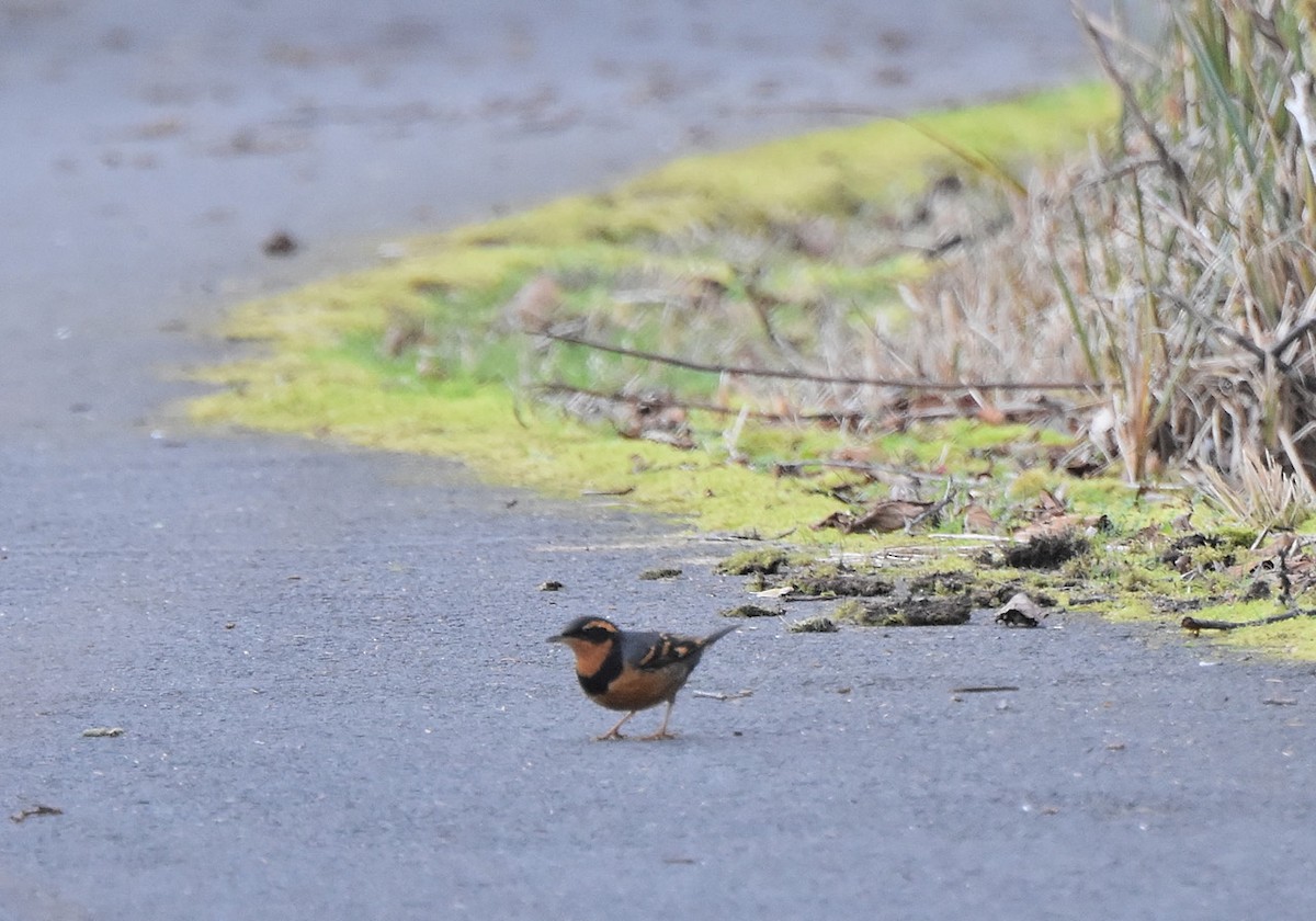 Varied Thrush - ML538631671