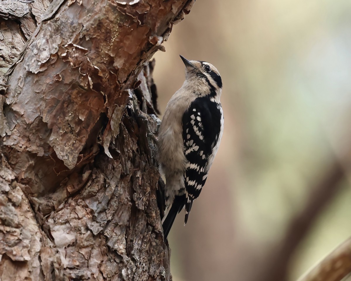 Downy Woodpecker - ML538631741
