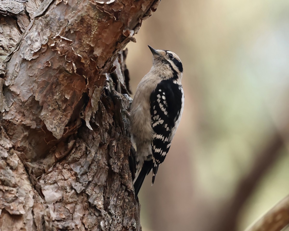 Downy Woodpecker - ML538631741