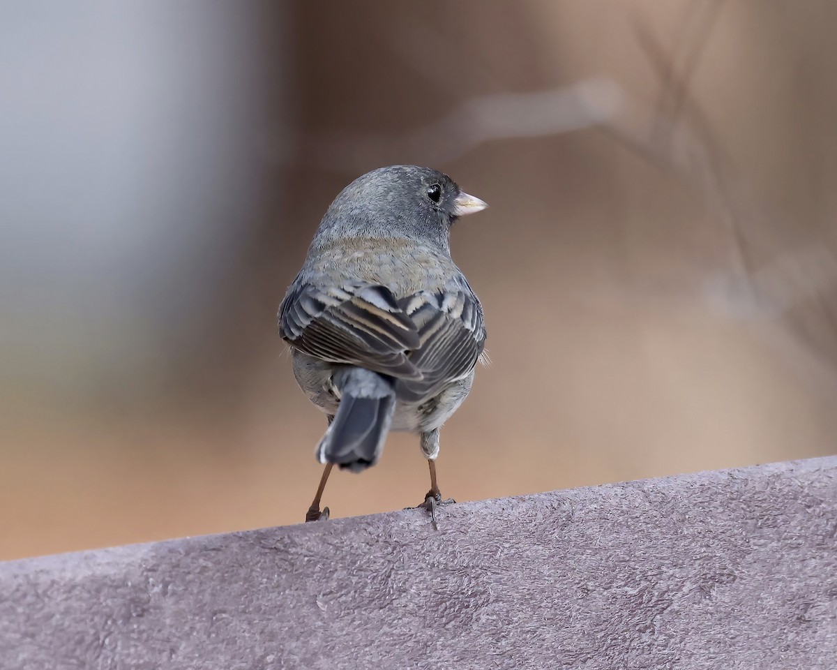 Dark-eyed Junco (Slate-colored) - ML538631811