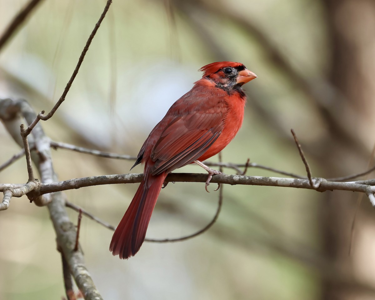 Cardinal rouge - ML538631821