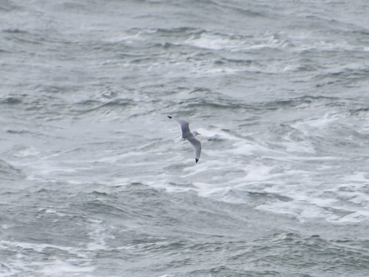 Black-legged Kittiwake - Matthew D'Angelo