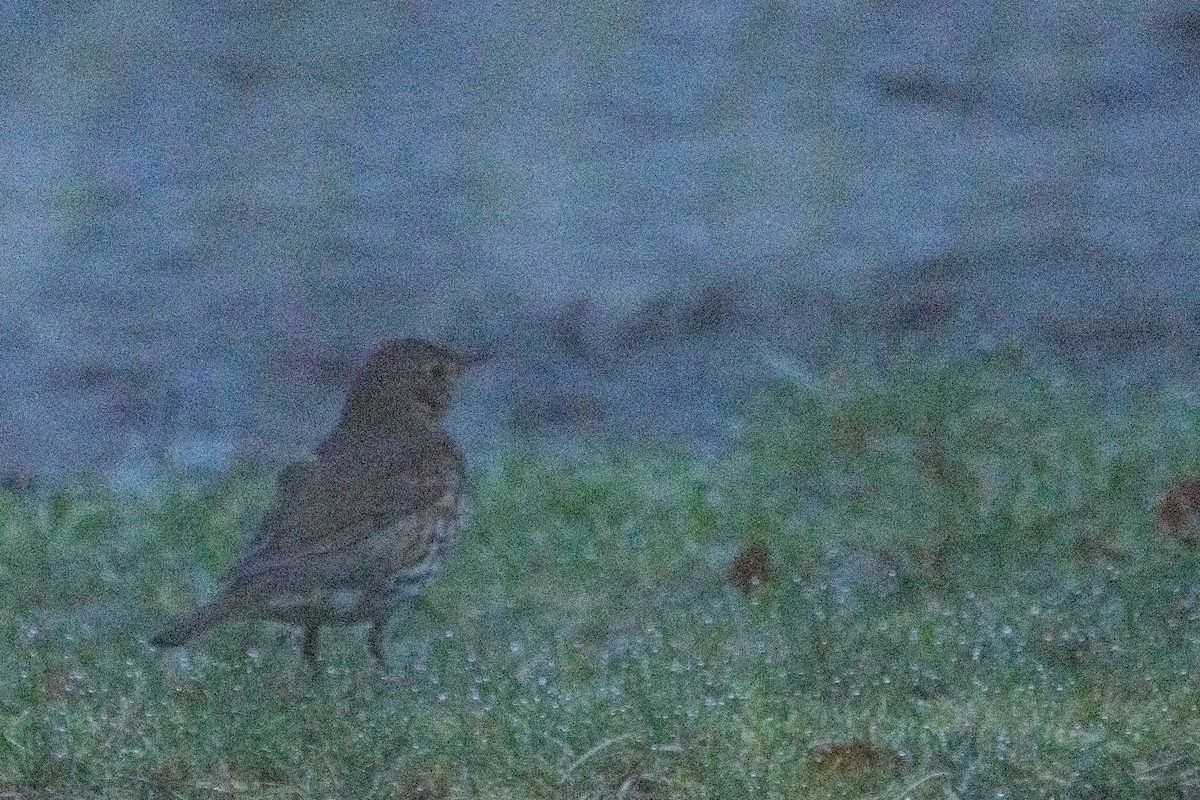 Song Thrush - ML538632671
